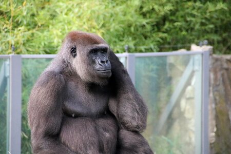 Zoo animal world animal
