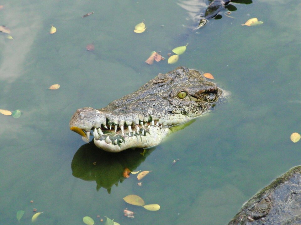 Mouth reptile teeth