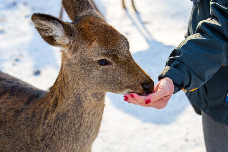 Foraging roe deer red deer