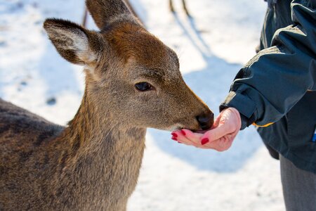Foraging roe deer red deer