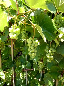 Winegrowing vineyard cultivation