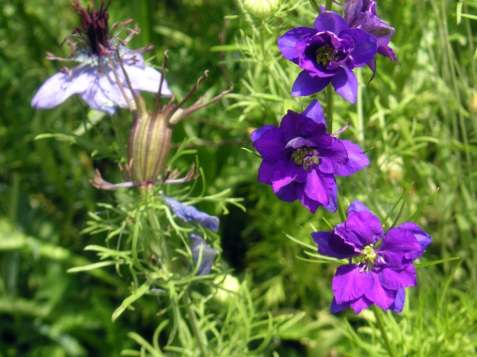Cottage garden flowers floral plants