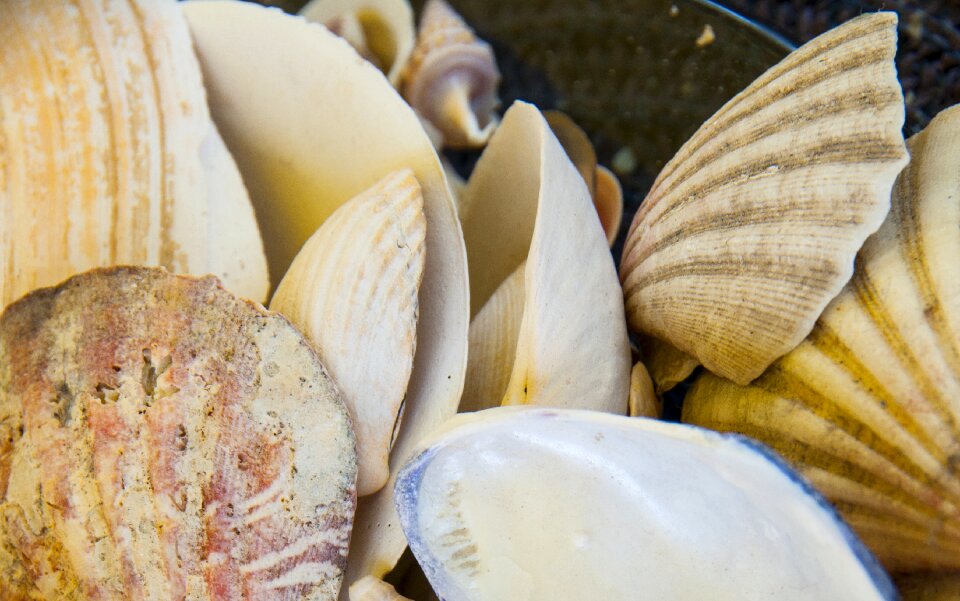Sea shells mussels