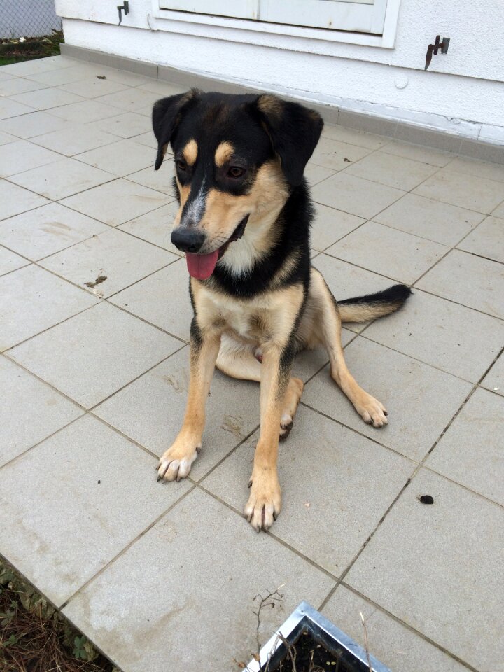 Mixed breed dog dog Free photos