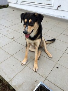 Mixed breed dog dog Free photos