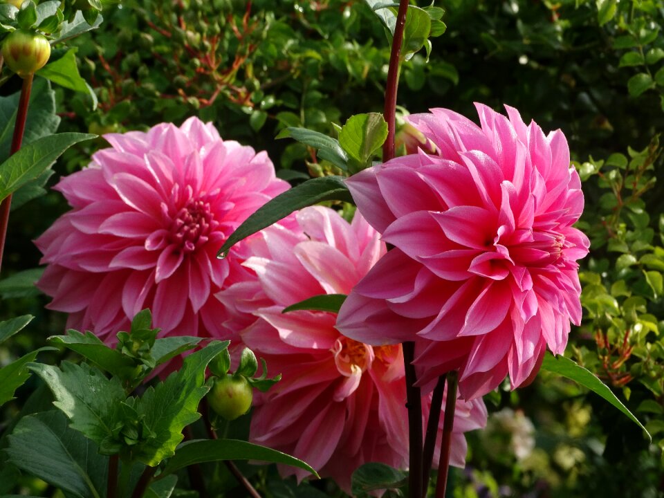 Flowers garden ornamental