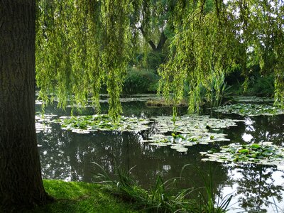 Landscape tranquility green photo