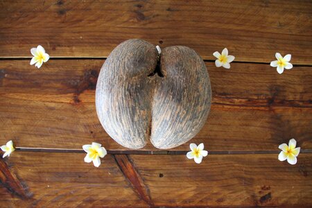 Coco de mer coconut seychelles