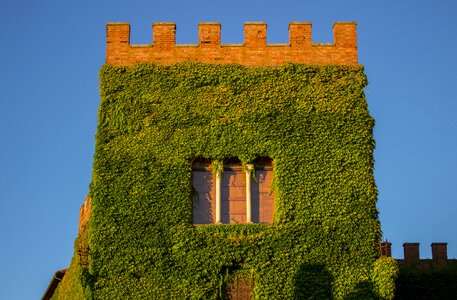 Castello tower ivy photo
