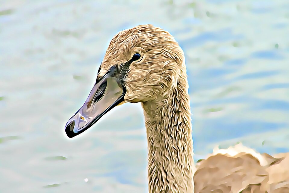 Young bird nature water