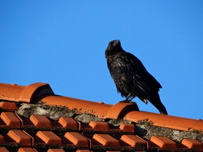 Roof paris tiles