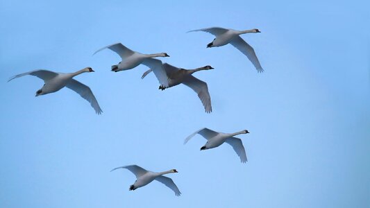 Waterfowl elbaue prettin photo