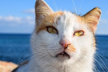Outdoor portrait face