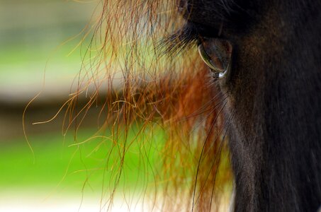 Animal reiterhof brown photo