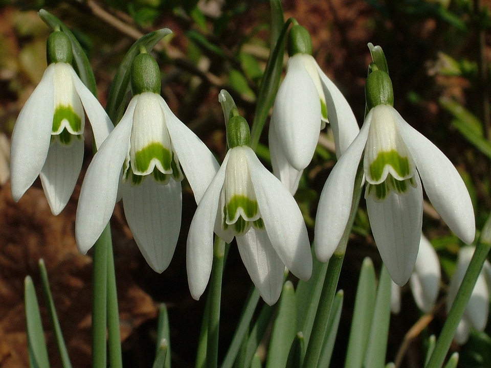 Snowdrop spring signs of spring