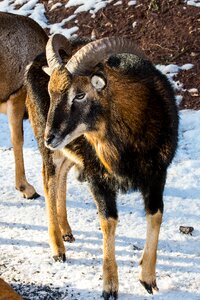 Ram horns bock photo