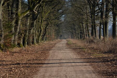 Forest path landscape alter weg