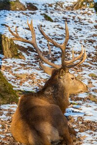 Hirsch antler antler carrier