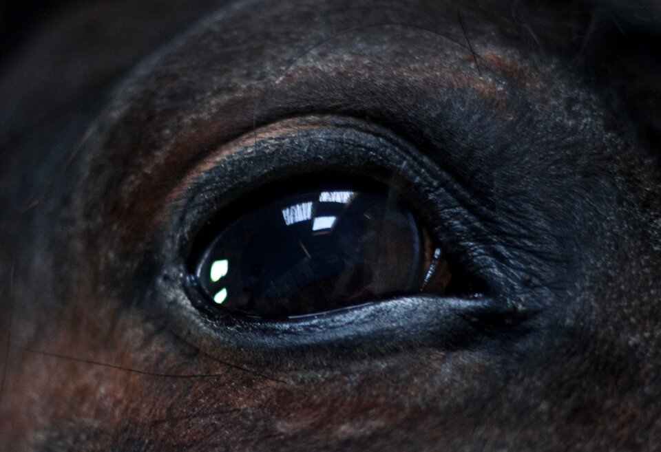 Eye close up black
