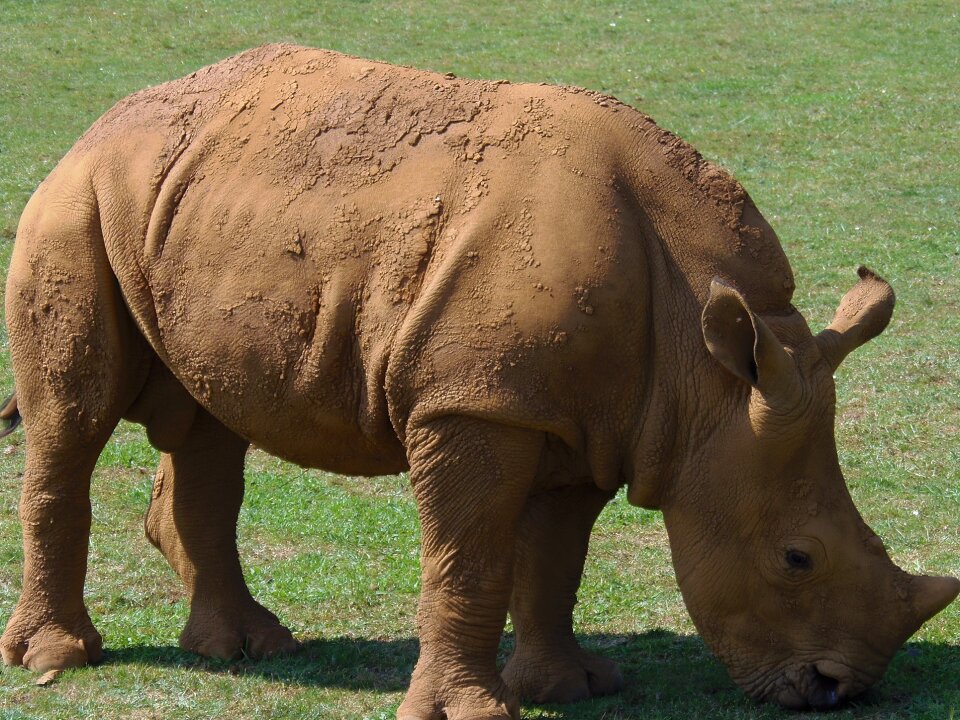 Safari animals wild