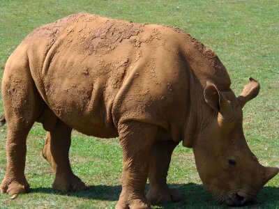 Safari animals wild