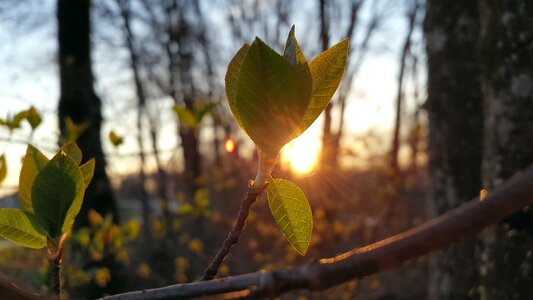 Leaf branch nature photo