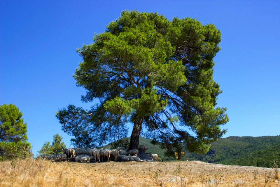 Sheep summer landscape