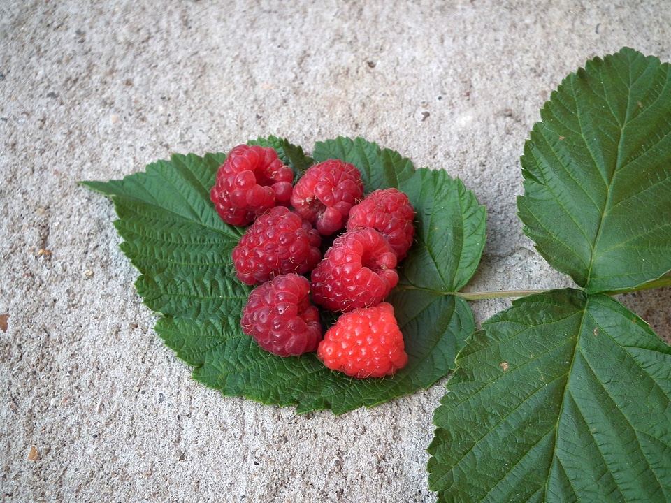 Red sweet fresh