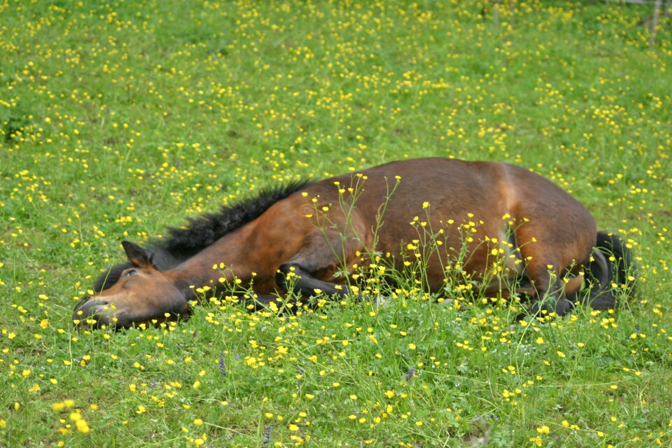 Mare grass iceland horse