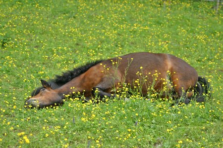 Mare grass iceland horse