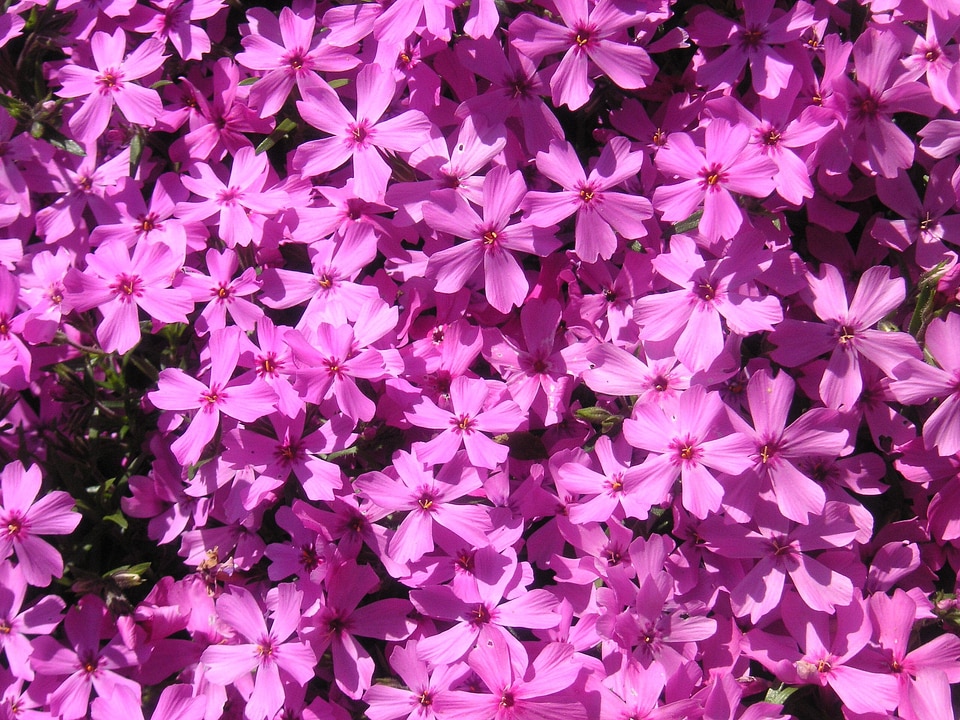 Blossom springtime blooming