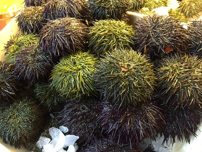 Fresh seafood seafood echinoidea