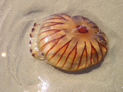 Sea animal mollusk sand