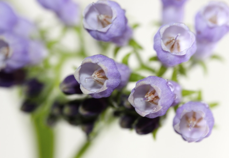 Medicinal plant crop nature