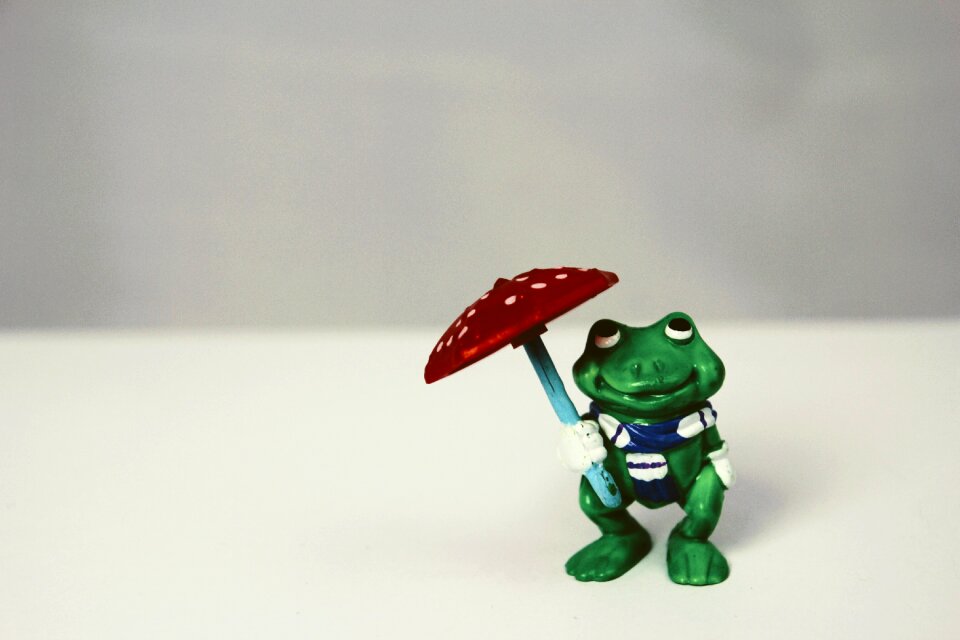 Isolated frog green frog