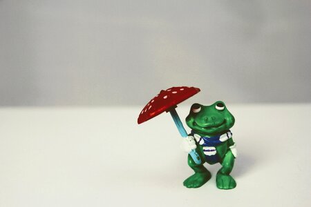 Isolated frog green frog