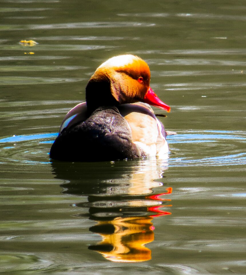Duck water bird water