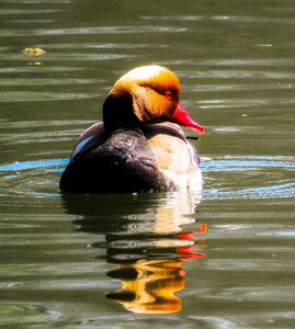 Duck water bird water photo