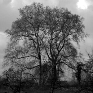 Nature landscape old tree