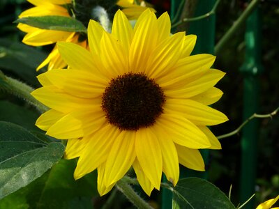 Petals yellow garden
