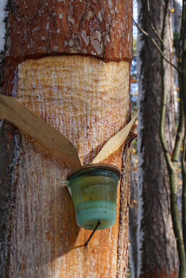 Black pine pine resin unesco