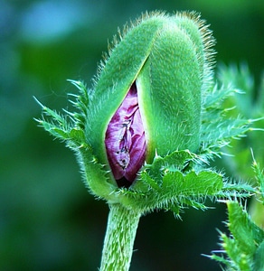 Bloom flower mohngewaechs photo