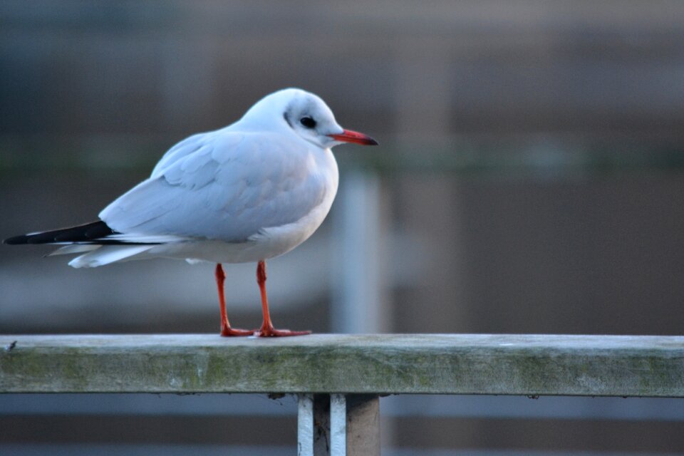 Water bird seevogel wait