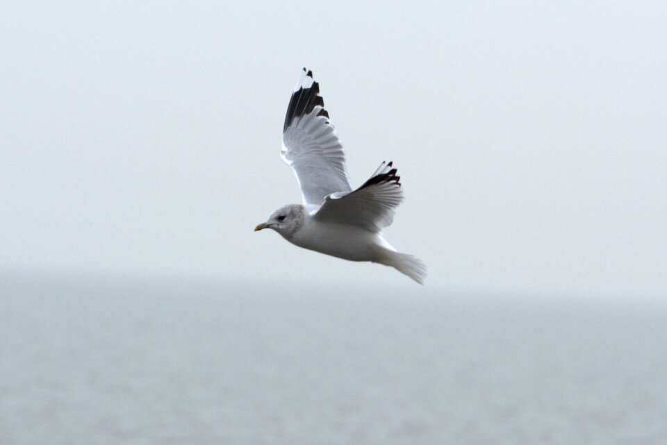 Bird laridae north sea