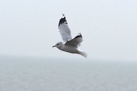 Bird laridae north sea photo