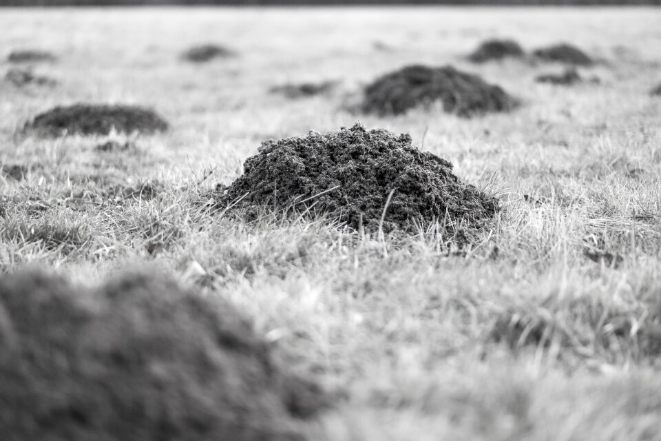 Hill meadow black and white