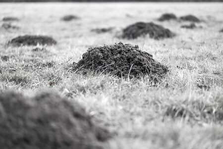 Hill meadow black and white