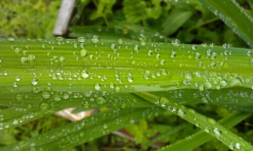 Nature drops of water raindrops photo