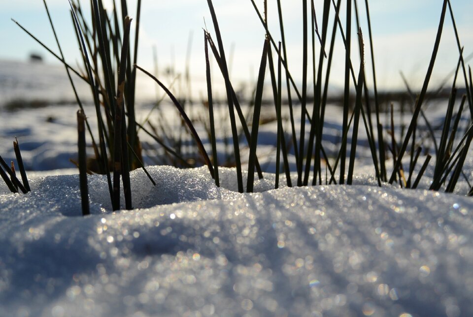 Cold winter blade of grass
