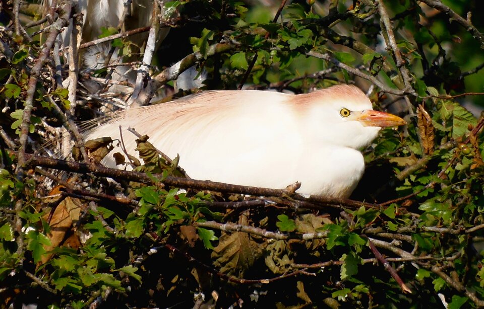 Animal bird great egret